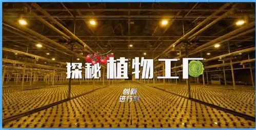 创新进行时 探秘杨凌植物工厂，巨冠创引领农业未来